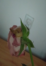 渣女的特征图片